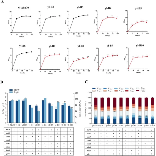 Growth curve, lipid titer, DCW, and fatty acid profile changes in yl-Δku70 multi-gene deletion strains. (A) Growth curve, (B) DCW and lipid titer, (C) Fatty acid profile. Red growth curves indicate severe inhibition of strain growth, and black indicates no significant difference. C18:3 (alpha-linole