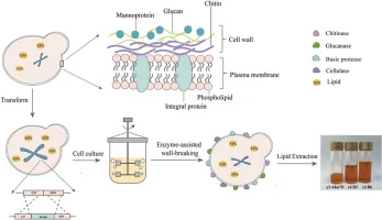 Cell wall engineering of Yarrowia lipolytica to improve extr