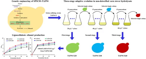 Genetic engineering and adaptive evolution of Saccharomyces
