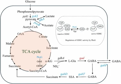 Synthesis and catabolic pathways of GABA in C. glutamicum. α-KG dehydrogenase complex (ODHC) is inhibited by OdhI protein. PknG phosphorylates OdhI and makes it unable to inhibit ODHC, while Ppp dephosphorylates OdhI and makes it active as the inhibitor of ODHC. Blue letters indicate knockout of the
