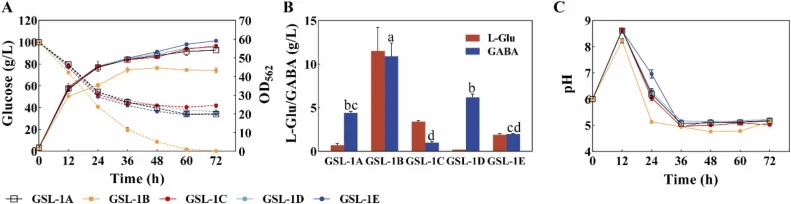 Effect of different gad genes expression on GABA production in C. glutamicum ATCC13032. (A) Growth (solid lines) and glucose consumption (dashed lines). (B) L-Glu and GABA titers. Values with different alphabets on bars are significantly different (p < 0.05). (C) Changes of the pH during fermentatio