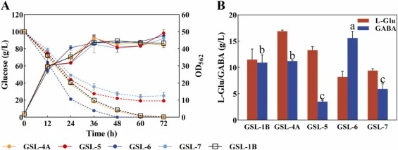 GABA production of recombinant C. glutamicum strains with plasmid-borne or chromosome-integrated gad gene(s) in shake flasks. (A) Growth (solid lines) and glucose consumption (dashed lines). (B) Production of L-Glu and GABA. Values with different alphabets on bars are significantly different (p < 0.