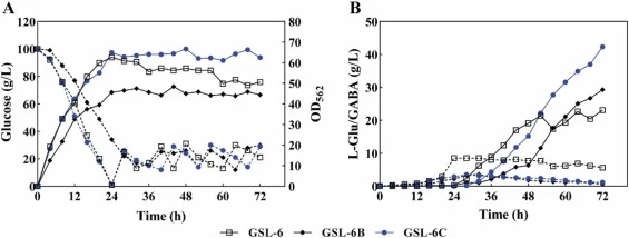 Fed-batch fermentation of strains GSL-6, GSL-6B and GSL-6C in a 2.4-L bioreactor. pH was controlled at 7.2 during 0–24 h and 5.5 during 24–72 h. (A) Growth (solid lines) and glucose consumption (dashed lines). (B) The production of GABA (solid lines) and L-Glu (dashed lines).