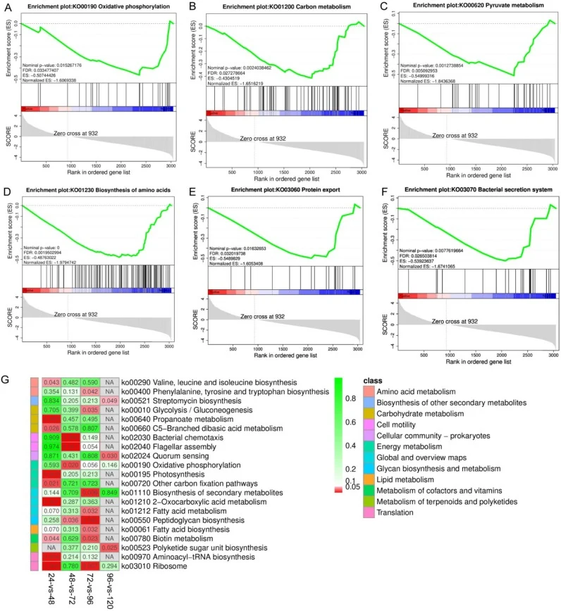 The GSEA analysis and KEGG enrichment of the time transcriptome The GSEA analysis of (A) Oxidative phosphorylation, (B) Carbon metabolism, (C) Pyruvate metabolism, (D) Biosynthesis amino acids, (E) Protein export, (F) Secretion system. GSEA analysis was performed with the criteria of Nominal P < 0.0