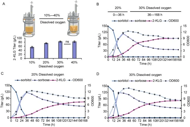 Fermentation Optimization of the 5 L Bioreactor. (A) The production of 2-KLG after 168 h of fermentation in a 5 L bioreactor under different gradient dissolved oxygen conditions. The fermentation curves of (B) two-stage dissolved oxygen, (C) 20% and (D) 30% dissolved oxygen in the 5 L bioreactor.