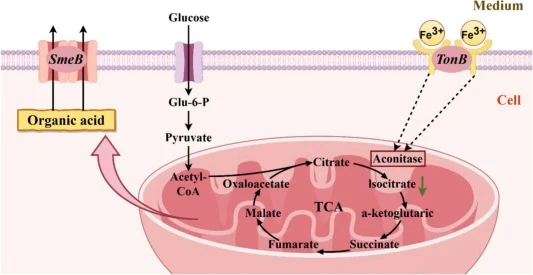关键基因对跨膜转运和有机酸分泌的影响(红色圆圈表示突变基因,红色箭头