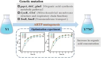 Engineering Yarrowia lipolytica via ARTP mutagenesis to boos