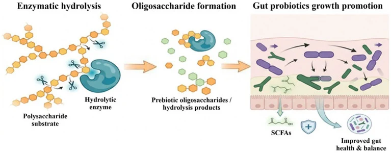 An acidophilic GH12 xyloglucanase from Trichoderma asperellu