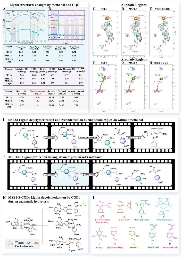 Molecular control by methanol during steam explosion and oxidative enhancement by carbon quantum dots during enzymatic hydrolysis of mechanical‐fractionated short fibers. (A) FTIR spectra and semi‐quantitative analysis comparing lignin structure before and after methanol protection during 1‐min stea