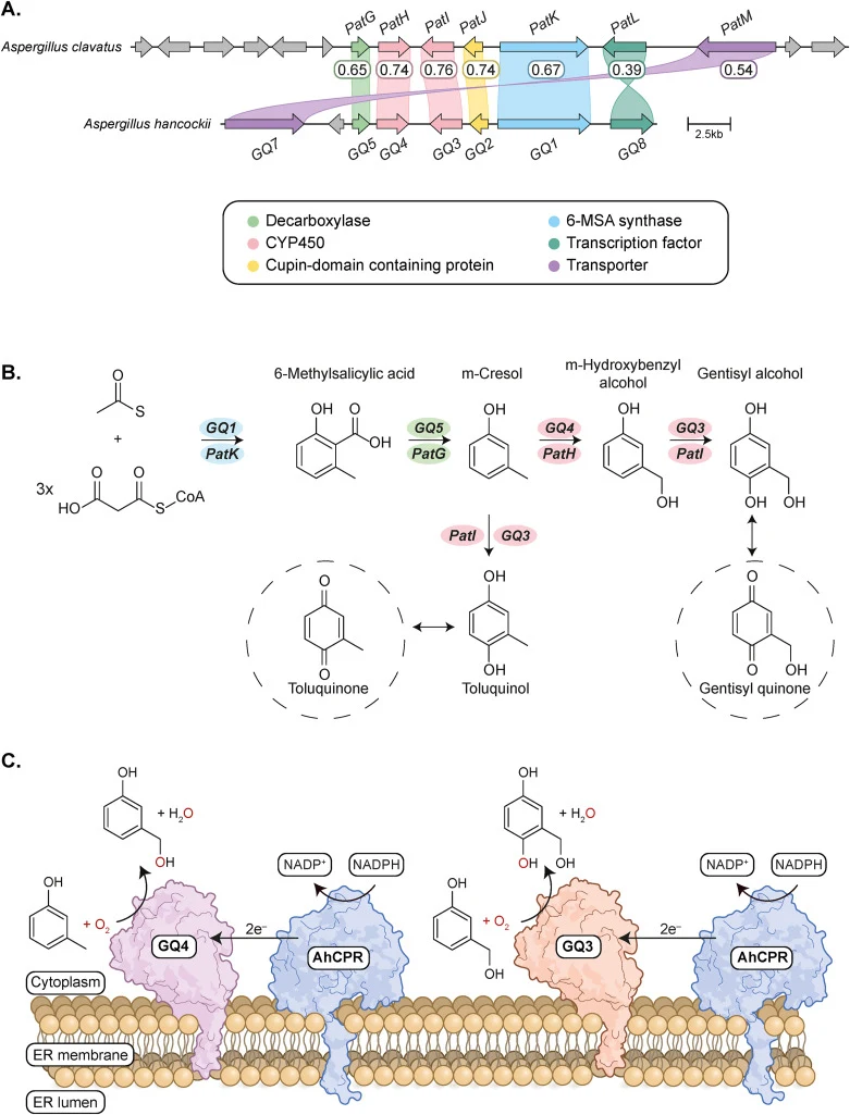 Putative biosynthetic pathway for gentisyl alcohol in A. hancockii. (A) Overview of the gentisyl alcohol gene cluster and the seven conserved genes in A. clavatus and A. hancockii. Loci were visualized using Clinker (Gilchrist and Chooi, 2021), and homologous genes are shown in the same colors. Iden