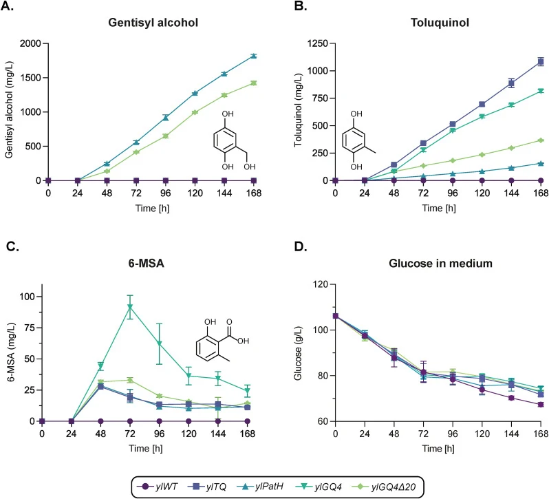 Heterologous production of gentisyl alcohol and toluquinol in Y. lipolytica. (A) Gentisyl alcohol titers throughout the seven days of shake-flask cultivation. (B) Titers of the co-metabolite toluquinol. (C) Titers of the polyketide synthase product, 6-MSA. (D) Glucose present in the medium throughou