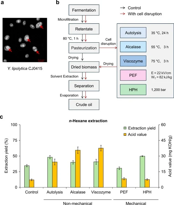 Effect of cell disruption method on solvent-based lipid extraction. (a) Microscopic visualization of Y. lipolytica CJ0415 strain from fed-batch cultivation in a 5 L bioreactor. (b) Overview of the solvent extraction process. Pasteurized cells were either dried without prior treatment as a control (b