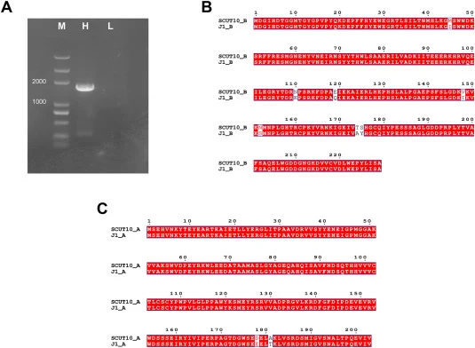 Molecular identification and sequence homology analysis of the high-molecular-weight nitrile hydratase (H-NHase) from Rhodococcus sp. SCUT10. (A) Subtype-specific PCR amplification of H-type and L-type NHase gene fragments from the genomic DNA of SCUT10. Lane M: DNA molecular weight marker; Lane H: