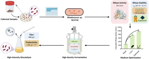 Sustainable and intensified nicotinamide biomanufacturing by