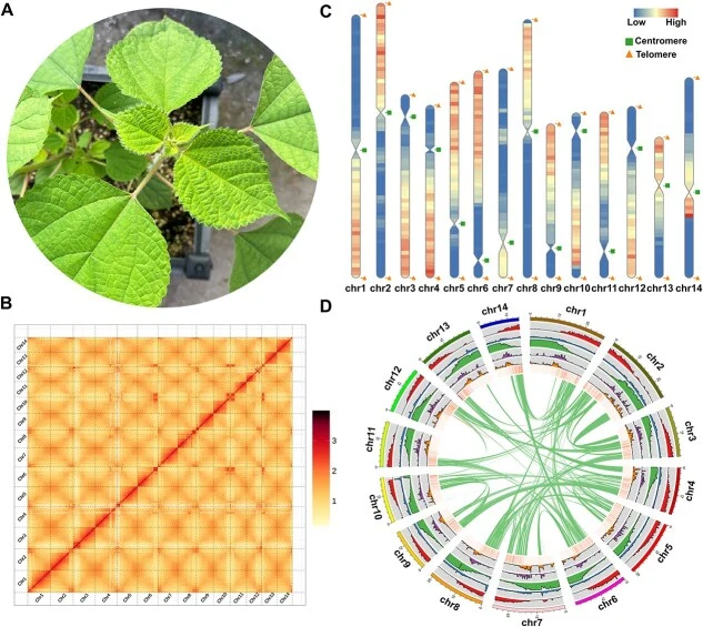 Genome assembly and genomic characterization of Bniv_ 1380. (A) Picture of Bniv_ 1380. (B) The HIC interaction matrix based on the assembly. (C) Bniv_ 1380 genome gene density and telomere and centromeres distribution. (D) The genomic features of Bniv_ 1380, in order from inside to outside, are geno