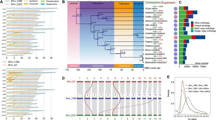 Phylogenetic and collinearity analysis of the ramie genome ( Bniv_ 1380 T2T) with relatives’ plant species. (A) Structural variations between Bniv _ZSZ1 ( Bniv _QY) and vT2T genomes. (B) Phylogenetic tree of 12 plant species. Time of divergence (MYA) is shown on the nodes. (C) Distribution of genes