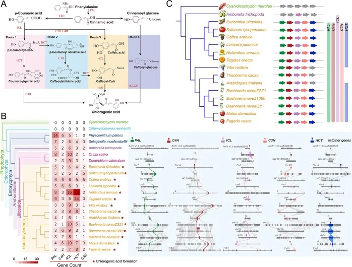 The discovery and evolution of a conserved chlorogenic acid synthase gene in plants. ( A) A diagram showing the regulation of chlorogenic acid biosynthesis genes in the biosynthetic pathway. (B) A phylogenetic tree of 21 representative species from the four major branches of Rhodophyta, Chlorophyta,