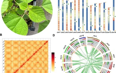 苎麻端粒到端粒基因组组装揭示绿原酸生物合成通路的起源与进化