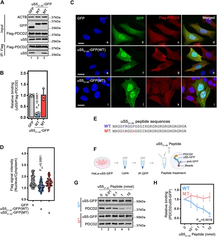 Inhibition of the uS5-PDCD2 interaction using residues 21 to 50 of uS5. A , Western blot analysis of total extracts (Input, Top ) and anti-Flag purifications (IP:Flag, Bottom ) prepared from HeLa cells that stably expressed Flag-PDCD2 and that were previously transfected with constructs encoding eit