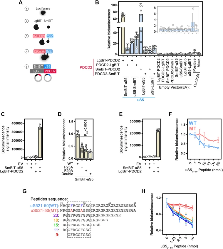 基于互补的NanoBiT生物传感器分析uS5-PDCD2相互作用。A,uS5-PDCD2 NanoBiT生物传感器示意图。NanoBiT荧光素酶(1)被分为两个互补的荧光素酶片段LgBiT和SmBiT(2),分别与目标蛋白uS5和PDCD2(3)融合。当两种蛋白相互作用时(4),片段重新组装形成有活性的NanoLuc荧光素酶,在底物存在下产生生物发光信号。B,用所示质粒共转染HEK293T细胞48小时后,细胞提取物中测得的相对生物发光信号。