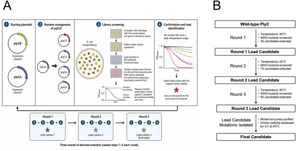 Overview of the PlyC directed evolution methodology. (A) Mutant plyCA libraries generated by error-prone PCR were co-expressed with PlyCB in E. coli, heat challenged under non-permissive conditions and screened for residual bacteriolytic activity against S. pyogenes. Lead variants exhibiting improve