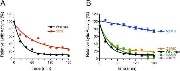 Kinetic stability of PlyC 33D2 and PlyC 33D2-derived point mutants. The kinetic stability of wild-type PlyC was compared to that of either (A) the round 3 lead candidate, PlyC 33D2, or (B) PlyC 33D2-derived point mutants. The enzymes at equal concentrations were incubated at 45°C in PBS, pH 7.2, wit