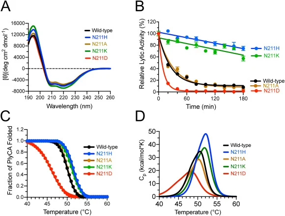 Thermal stability of charge-specific PlyC(PlyCA N211 ) mutants. (A) Far-UV CD spectroscopy was used to assess the secondary structure composition of wild-type PlyC and the various PlyC(PlyCAN211) charge mutants in 20 mM sodium phosphate, pH 7.0. (B) The kinetic stability of PlyC(PlyCAN211A), PlyC(Pl