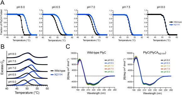 pH-dependent thermal stability of wild-type PlyC and PlyC(PlyCA N211H ). The effect of pH on the thermal stability of wild-type PlyC and PlyC(PlyCAN211H) was elucidated by heating each sample at 1°C/min in 20 mM sodium phosphate, pH 6.0 to 8.0. The resulting (A) CD thermal denaturation data and (B)