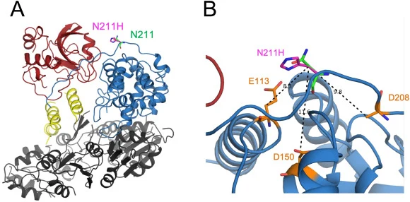 Location of the PlyCA N211H mutation and its potential interaction partners within the PlyC holoenzyme. (A) The PlyC holoenzyme structure consists of eight PlyCB monomers that interact to form the CBD octamer (gray). The PlyCA subunit consists of an N-terminal GyH domain (blue), a central helical do