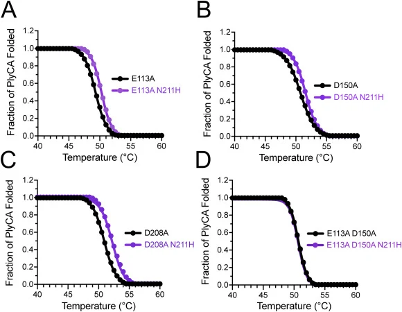 Identifying the electrostatic interaction partners of PlyCA H211 . Using CD thermal denaturation experiments, the stabilizing potential of the PlyCAN211H mutation was determined in the following backgrounds: (A) PlyC(PlyCAE113A), (B) PlyC(PlyCAD150A), (C) PlyC(PlyCAD208A), or (D) PlyC(PlyCAE113A,D15
