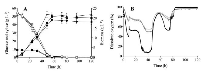 Figure 1:解脂耶氏酵母W29在实验室规模生物反应器中,以未稀释的桉树皮水解液进行分批培养所获得的生物量(实心符号,实线)、葡萄糖(空心符号)、木糖(实心符号,虚线)浓度(A)及溶解氧浓度(饱和度%,B)