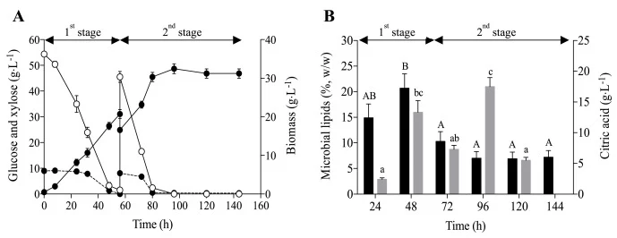 Biomass (closed symbols, solid line), glucose (open symbols) and xylose (closed symbols, dashed line) concentration (A); microbial lipids content (black bars) and citric acid (grey bars) concentration (B) obtained in Y. lipolytica W29 two-stage repeated batch cultures carried out in lab-scale stirre