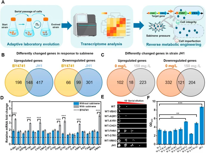 Screening of sabinene tolerance targets based on transcriptome analysis A: Schematic diagram of sabinene tolerance target screening and engineering; B: Venn diagram depicting the overlap of upregulated and downregulated genes between the strains wild-type and JH1 at 0 mg/L compared with 150 mg/L sab