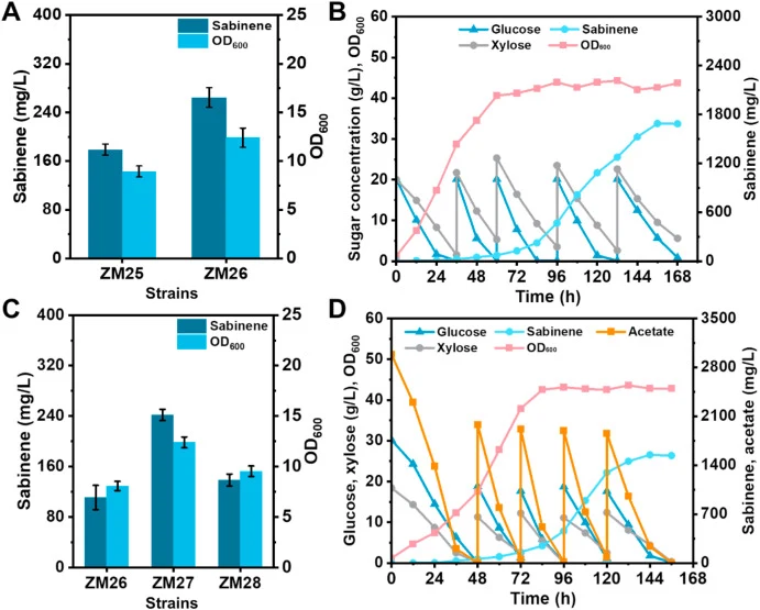 Improving strain robustness for enhanced sabinene production from LH. A: Effect of FHN1 and VMA3 overexpression on sabinene biosynthesis in S. cerevisiae in YPDX medium; B: Fed-batch fermentation for sabinene production in a 5 L bioreactor using YPDX medium; C: Evaluation of sabinene production by c
