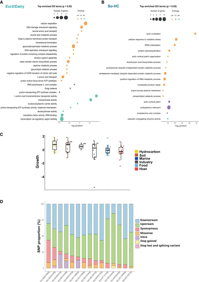 Analysis of population-specific genomic and genetic adaptations (A) Gene Ontology (GO) enrichment analysis of highly differentiated genes (the highest mean Fst genes) in Eur2/Dairy. (B) GO enrichment analysis of highly differentiated genes (the highest mean Fst genes) in So-HC. Bubble size indicates