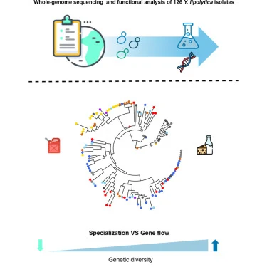 Ecological specialization and admixture drive the genomic an