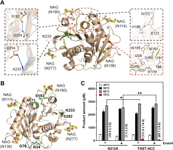 Improving FAST-PETase-N212A thermostability by introducing disulfide bonds. (A) The catalytic center (red dashed box) and stability-related structural features (black dashed boxes) of Pp-FAST-PETase (PDB ID, 8J45). N-glycosylation sites are highlighted as yellow sticks and the attached sugars are di
