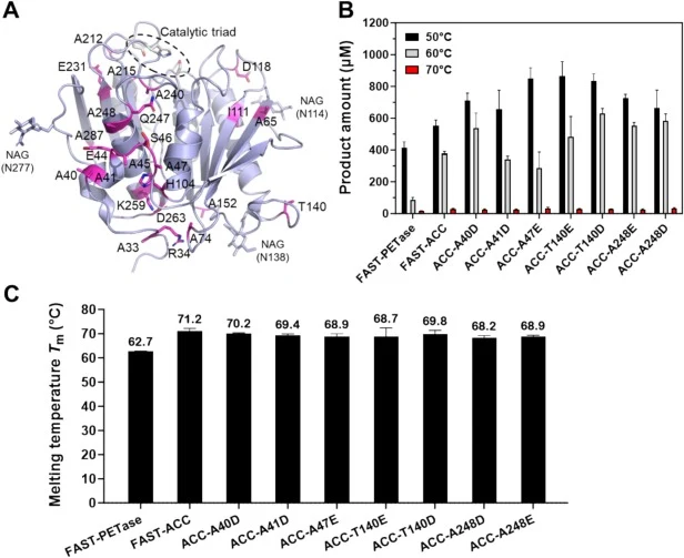 机器学习辅助的FAST-ACC工程。(A) 在Pp-FAST-ACC(PDB ID,9LMS)中选择突变的残基以洋红色棍棒显示。催化三联体和N-连接糖的位置如图1所述。(B) FAST-PETas的PET水解活性。