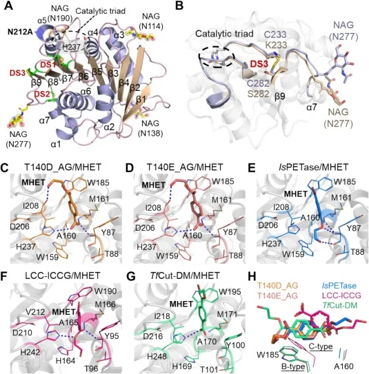 Structural analysis of FAST-PETase variants. (A) The overall structure of Pp-FAST-ACC (PDB ID, 9LMS) is presented in a cartoon model with secondary structural elements indicated. The residues that form disulfide bridges (green sticks) and the catalytic triad (dashed circle) are displayed. (B) Struct