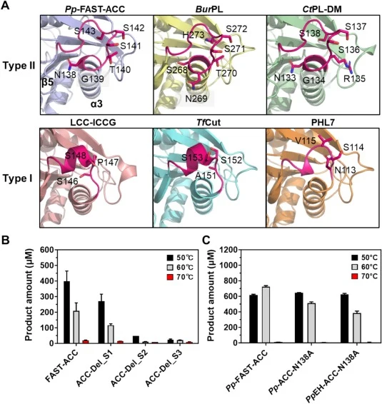 The effect of loop α3-β5 on enzyme activity. (A) Structural illustration of loop α3-β5 (magenta) in type IIb (Pp-FAST-ACC, PDB ID, 9LMS and BurPL, PDB ID, 7CWQ), type IIa enzyme (CtPL-DM, PDB ID, 8IAN) and type I cutinases (LCC-ICCG, PDB ID, 7VVE; TfCut, PDB ID, 7XTU and PHL7, PDB ID, 7NEI). (B) PET
