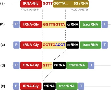 (a) proposed与当前合成tRNA Gly-sgRNA融合设计的比较。在解脂耶氏酵母W29中,天然双顺反子tRNAGly-5s rRNA融合体及其天然基因间4核苷酸序列“GGTT”,该菌株含有两个拷贝(其ID编号参见补充信息)。
