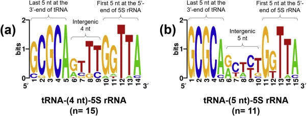 天然双顺反子tRNA Gly-5S rRNA融合体的基因间隔区比对。(a) 对所有具有4核苷酸长基因间隔序列的双顺反子tRNAGly-5S rRNA融合体进行比对,揭示了一个共有序列“GTTT”。(b) 对所有具有5核苷酸长基因间隔序列的双顺反子tRNAGly-5S rRNA进行比对。