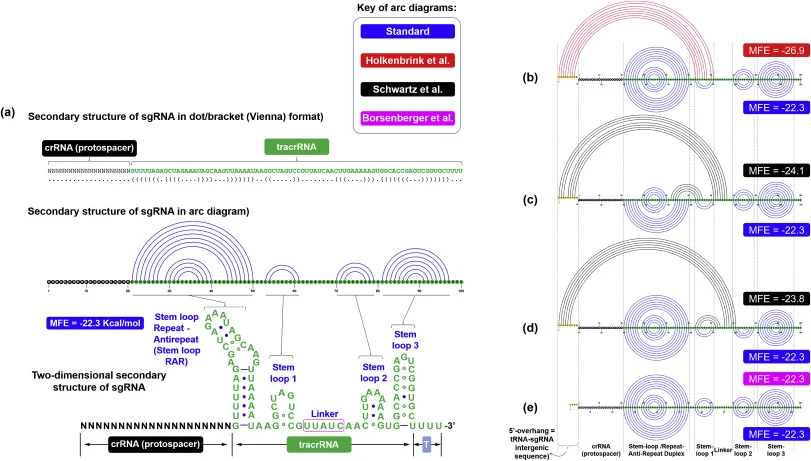 The impact of the extra nine/four nucleotides overhang at the 5′-end of sgRNA on its secondary structure. (a) Standard secondary structure of tracrRNA showing the stem-loop repeat/antirepeat (RAR) duplex, stem loop 1, linker region, stem-loop 2 and stem-loop 3. This is also visually represented in t