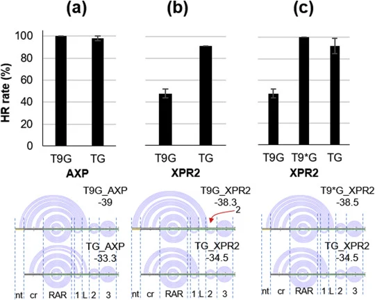 Comparison of CRISPR-Cas9-mediated GFP integration efficiency at AXP and XPR2 chromosomal targets using tRNA-sgRNA fusion with and without intergenic 9-nucleotide sequence with predictions of their respective secondary structures. (a) Upper: for sgRNA AXP , no significant difference was observed in