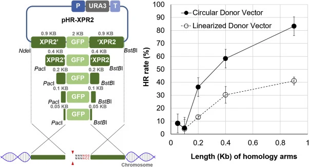 Gene knock-in efficiency, at XPR2 using TG design, as a function of repair template homology arms' lengths and delivery form. (a) A representation of the design of repair templates (carried on pHR donor plasmids, harboring URA3) that vary in the length of homology arms' lengths. For linearization of