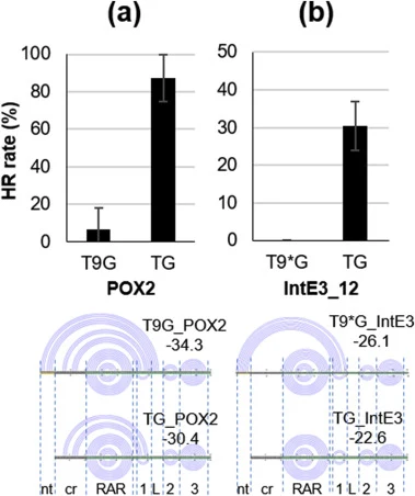 Comparison of gene knock out efficiency at POX2 and IntE chromosomal targets using tRNA-sgRNA fusion with and without the 9-nucleotide intergenic sequence and presentign their respective secondary structures. (a) Upper: for sgRNA POX2 targeting to POX2 site, there was about 10 times increase in the