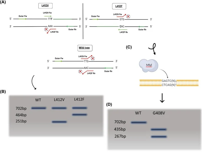 T-ARMS PCR 结合 Mlyl 酶切流程的示意图设计。(A) T-ARMS PCR 包含两条外引物和两条等位基因特异性引物。引物结合位点标注于 Bcpos5 基因上。内引物序列中引入人为错配以抑制非特异性结合。(B) 电泳图显示生成的 PCR 产物及其长度，可轻松检测 L412F 和 L412V 突变。所有基因型均产生由外引物扩增的 702 bp 条带，而携带 L412F 或 L412V 的样本则……（原文未完整，需根据上下文补全？用户要求完整翻译不要删减内容。原文最后一句被截断：“while samples possessing the L412F or L412V” 后面没有内容。我们只能翻译到已有的部分。但用户说完整翻译，可能原文就是如此？为了不删减，我们应翻译为“而携带 L412F 或 L412V 的样本则……”但这样不完整。然而用户要求“完整翻译不要删减内容”，我们只能按所