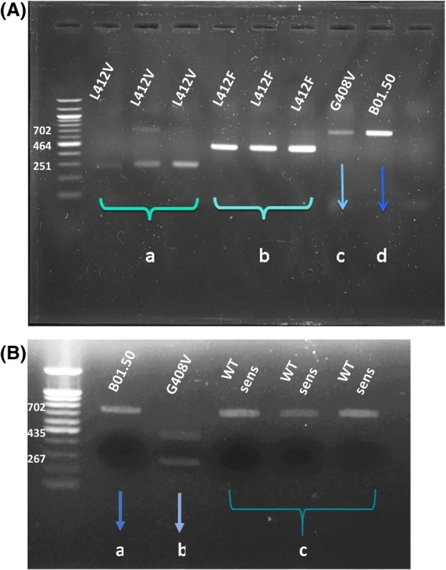T‐ARMS‐PCR followed by digestion by Mlyl for pos5 mutations identification from Botrytis cinerea isolates. (A) (a) amplicons of 251 bp and 702 bp indicate the presence of L412V, (b) amplicons of 464 bp and 702 bp indicate the presence of L412F, (c) amplicon of 702 bp originating from a strain carryi