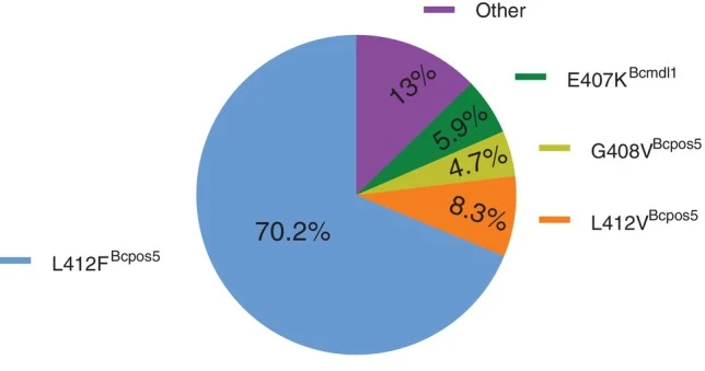 饼图显示田间样本（N=82）中检测到的AP耐药相关突变的频率分布。突变通过T-ARMS PCR鉴定L412F/V，MlyI限制性消化鉴定G408V，Sanger测序鉴定E407K。