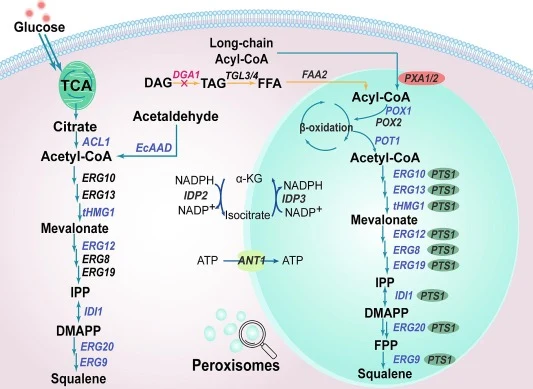 Schematic diagram of the construction of an engineered strain for efficient squalene production. FFA, free fatty acid; TAG, triacylglycerol; DAG, diacylglycerol; ERG10, acetyl-CoA thiolase; ERG13, HMG-CoA synthase; tHMG1, truncated 3-hydroxy-3-methyl glutaryl coenzyme A reductase; ERG12, mevalonate
